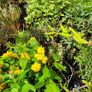 Shrubs and Plants Image 10
