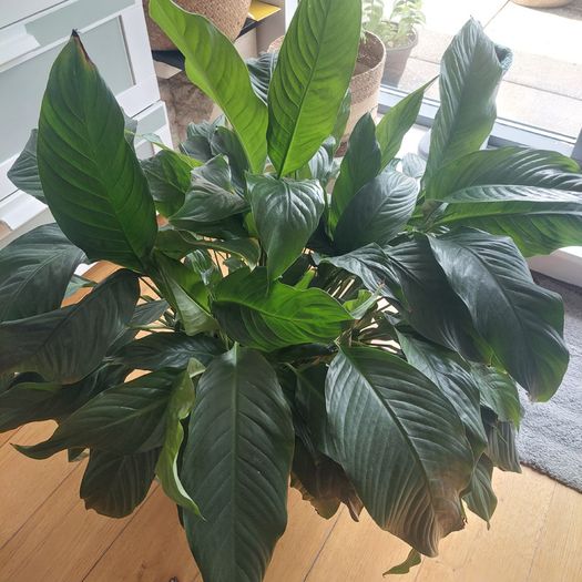 Plants
