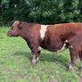 Pedigree registered shorthorn bull Image 4