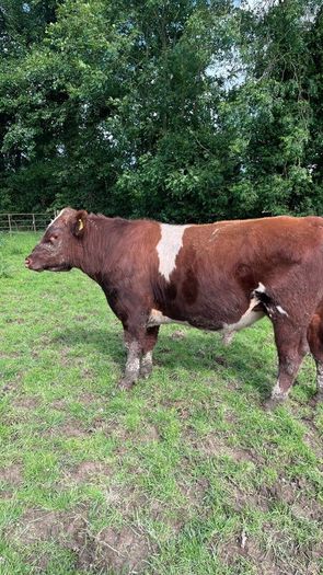Pedigree registered shorthorn bull