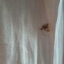 Cream coat Image 8