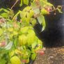 raspberries Image 2
