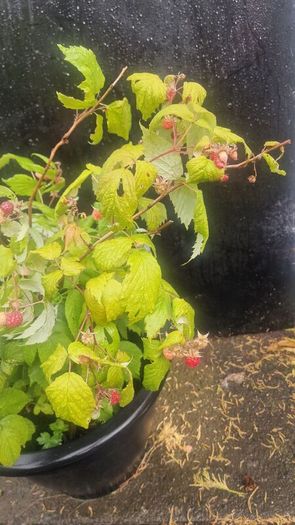 raspberries