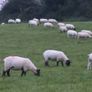 Hoggets - Suffolk Cross and White Image 2