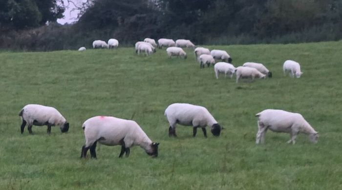 Hoggets - Suffolk Cross and White