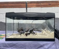 50L Tank W/ Filter & Heater