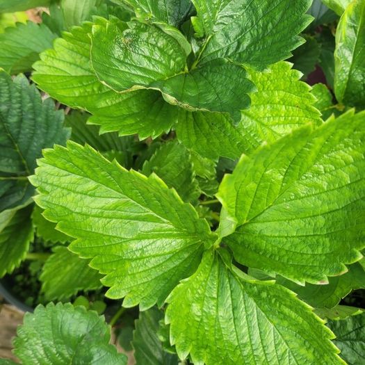 50 strawberry plants