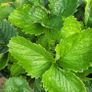 50 strawberry plants Image 2