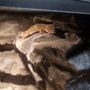 Leopard gecko terrarium
