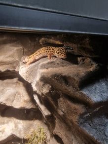 Leopard gecko terrarium