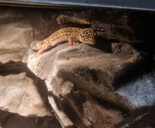 Leopard gecko terrarium