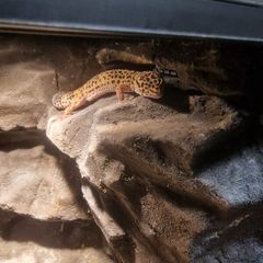 Leopard gecko terrarium