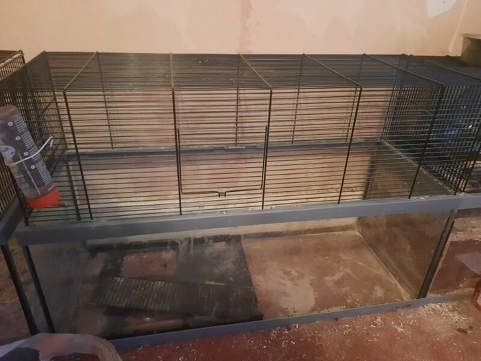 Glass based gerbil tank with mesh upper area.