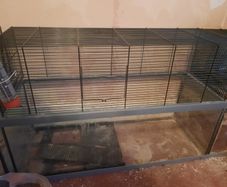 Glass based gerbil tank with mesh upper area.