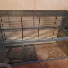 Glass based gerbil tank with mesh upper area.