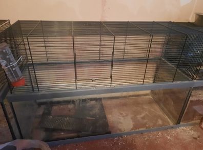 Glass based gerbil tank with mesh upper area.