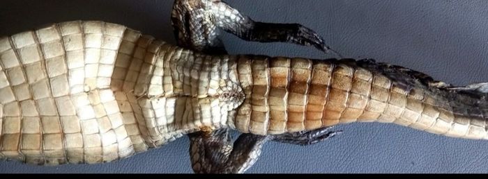 Crocodile taxidermy