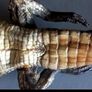 Crocodile taxidermy Image 4