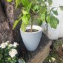 lemon tree Image 3
