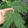 Acacia dealbata tree (mimosa tree) Image 2