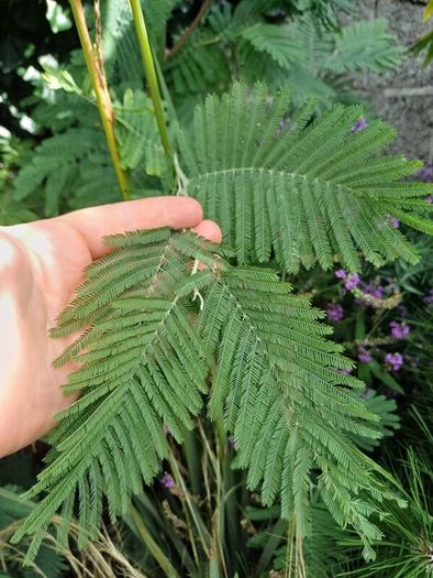Large Garden Plant bundle 28+ plants