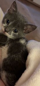 Female kitten