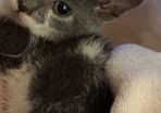 Female kitten
