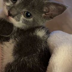 Female kitten