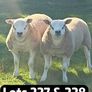 Texel Rams Image 2