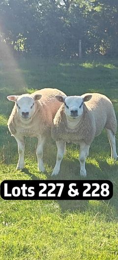 Texel Rams