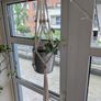 Beautiful hanging plant including pot and hanging basket Image 3