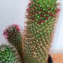 cactus plant, Buy one, get the second one for free Image 3