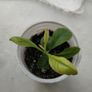 Mandarin Plant Image 2