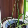 Date palm plants Image 2