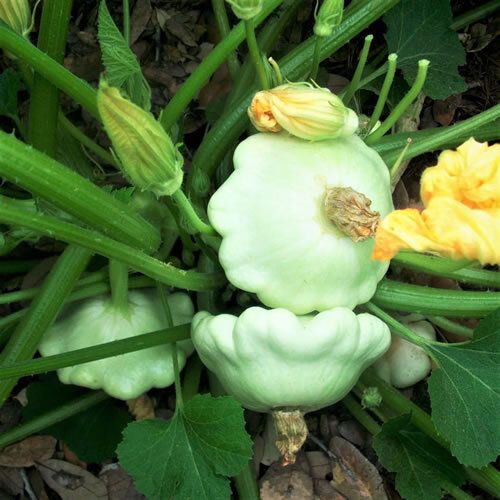 (M) Patty Pan Squash Disco seeds 2g (123773)