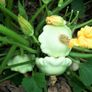 (M) Patty Pan Squash Disco seeds 2g (123773) Image 2