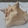 Large Queen Conch Shell Image 5