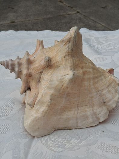 Large Queen Conch Shell