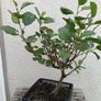 Native Irish Hazel Bonsai Image 2