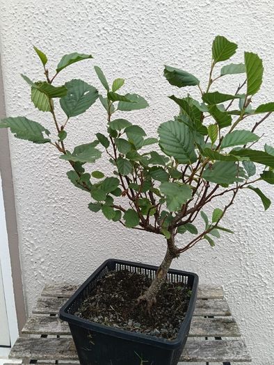 Native Irish Hazel Bonsai