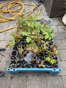 Oak Tree Saplings