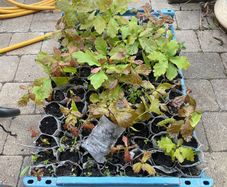 Oak Tree Saplings