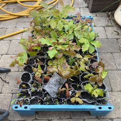 Oak Tree Saplings
