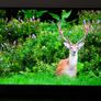 50" Panasonic 4K Smart TV Image 2