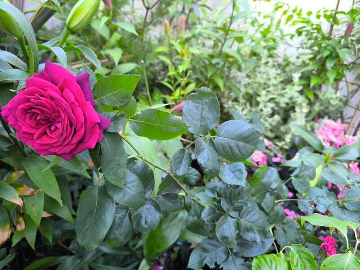 garden plants