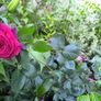 garden plants Image 3