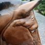 horse heads Image 2