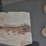 Fossilized prehistoric fish and ammonites. In display frame. Image 4