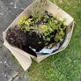 Parsley and thyme and brand new tomato grow bag Image 2