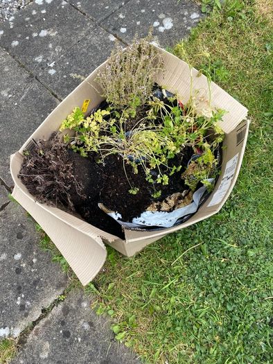 Parsley and thyme and brand new tomato grow bag